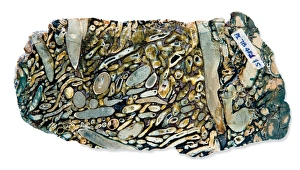 Bivalve Collection: Shipworm borings