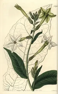 Sydenhamedwards Prints: Shiraz or Persian tobacco, Nicotiana alata
