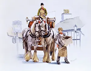Shire horse drawn dray