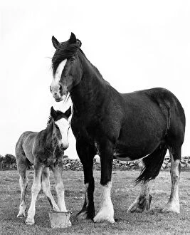 Bucket Collection: Shire horse and foal, Trewey Farm, Zennor, Cornwall