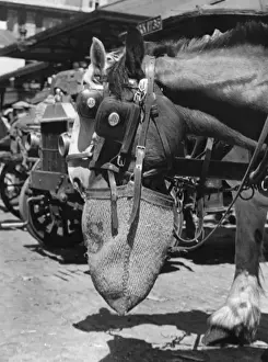 Shire Prints: Shire Horse / Nosebag / 1940