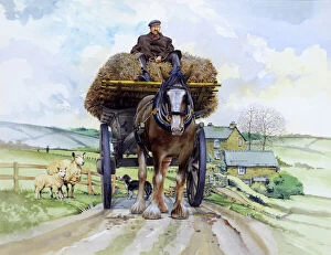Heavy Collection: Shire horse pulling a hay wagon