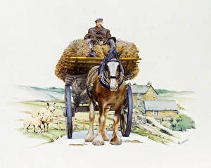 Shire horse pulling a hay wagon