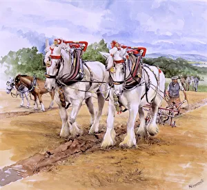 Team Collection: Shire horse team during Ploughing Match
