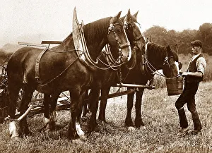 Shire horses
