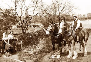 Shire horses