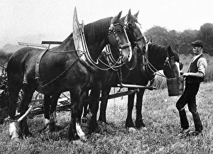 Shire Horses early 1900s