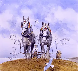 Corn Collection: Shire Horses pull the plough