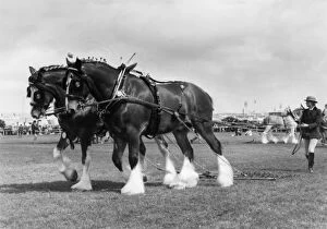 Two shire horses at the Royal Cornwall Show