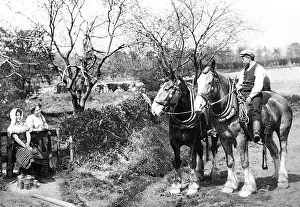 Shire Horses Victorian period
