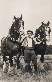 Shire Horses Working
