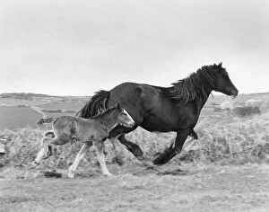 Mare Collection: Shire Mare & Foal