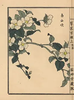 Shiroyamabuki or black jetbead, Rhodotypos scandens