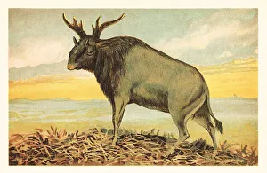 Shiva's beast, Sivatherium giganteum