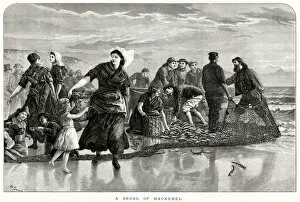 Images Dated 12th October 2018: Shoal of mackerel 1873