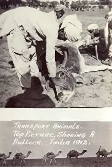 Shoeing a Bullock, India