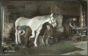 Shoeing a Horse