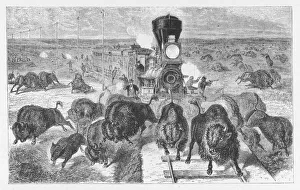 Hunting/Buffalo