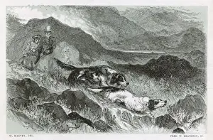 Shooting Grouse (Harvey)