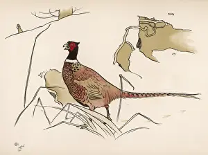 Al Din Prints: Shooting Pheasant Aldin