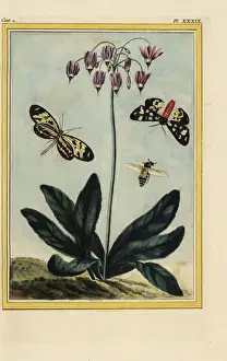 Tant Prints: Shooting star, Dodecatheon meadia
