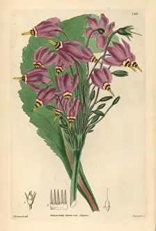 Shooting star, Dodecatheon meadia