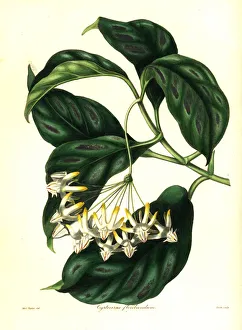 Flowering Gallery: Shooting stars, Hoya multiflora