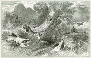 Shooting Woodcock (Harv)