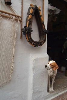 Menorca Gallery: Shopkeepers dog looks out of the doorway, Mahon, Menorca