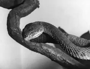 Shore / Mangrove Viper