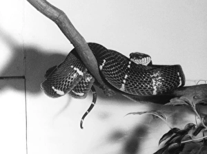 Mangrove Collection: Shore / Mangrove Viper