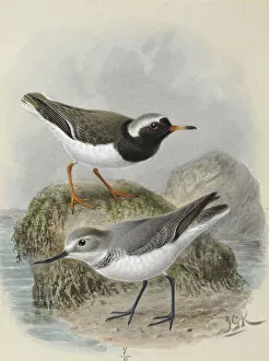 A History Of The Birds Of New Zealand Gallery: Shore Plover Tuturuatu, Wrybill Ngutu Pare