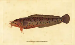 Gadus Prints: Shore rockling, Gaidropsarus mediterraneus