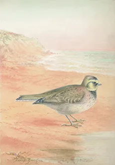 Shorelark
