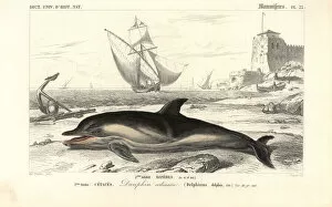 Universel Gallery: Short-beaked common dolphin, Delphinus delphis