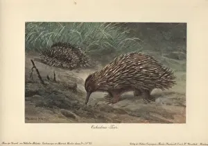Short-beaked Echidna (Tachyglossus aculeatus)