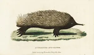 Short-beaked echidna, Tachyglossus aculeatus