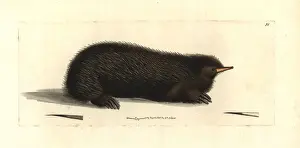 Short-beaked echidna, Tachyglossus aculeatus
