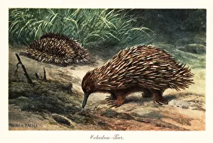 Foraging Prints: Short-beaked echidna, Tachyglossus aculeatus, foraging for food