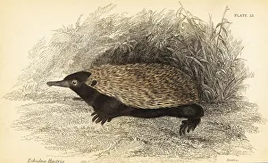 Lizars Prints: Short-beaked echidna, Tachyglossus aculeatus