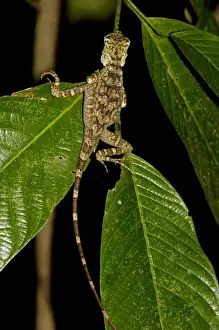 Dragons Prints: Short-crested forest dragon is asleep on a leaf