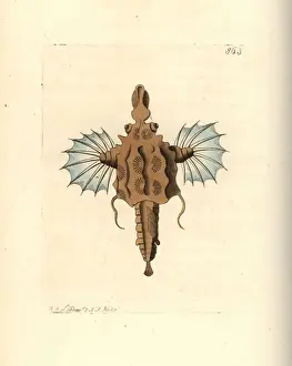 Pegasus Prints: Short dragonfish, Eurypegasus draconis