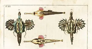 Pegasus Prints: Short dragonfish and longtail seamouth