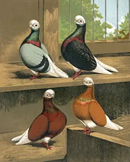 Tails Prints: Short-Faced Bald-Headed Pigeons