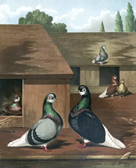 Variant Collection: Short-Faced Blue and Black Beard Pigeons