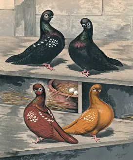 Nest Prints: Short Faced Tumbler Pigeons