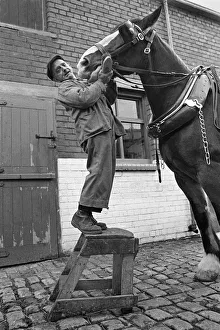Images Dated 5th March 2019: Short groom with tallest shire horse - 1