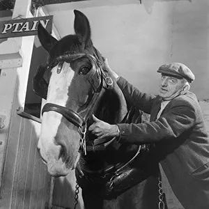 Images Dated 5th March 2019: Short groom with tallest shire horse - 2