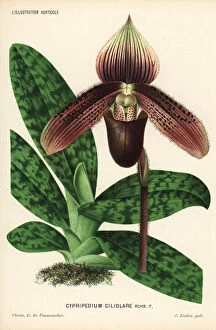 Pannemaeker Collection: Short haired paphiopedilum orchid, Paphiopedilum ciliolare