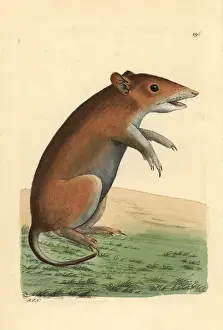 Nosed Prints: Short-nosed bandicoot, Isoodon obesulus